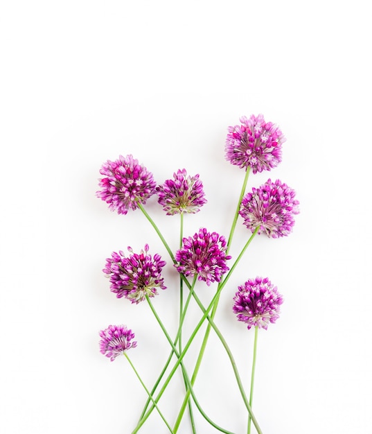 As flores de Allium contra um fundo branco