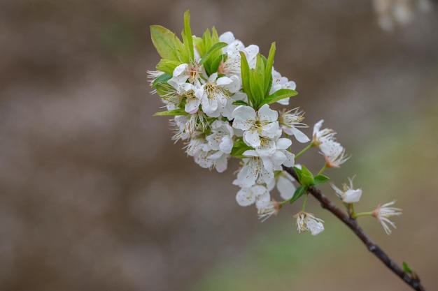 As flores de ameixa branca estão em flor