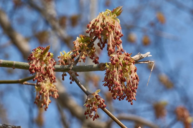 As flores de bordo freixo ou as inflorescências de bordo americano lat Acer negundo se dissolvem