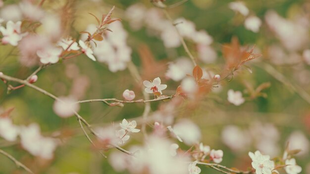 As flores de cerejeira sakura japonesas um belo jardim florescente em um dia ensolarado uma flor de ramo detalhada
