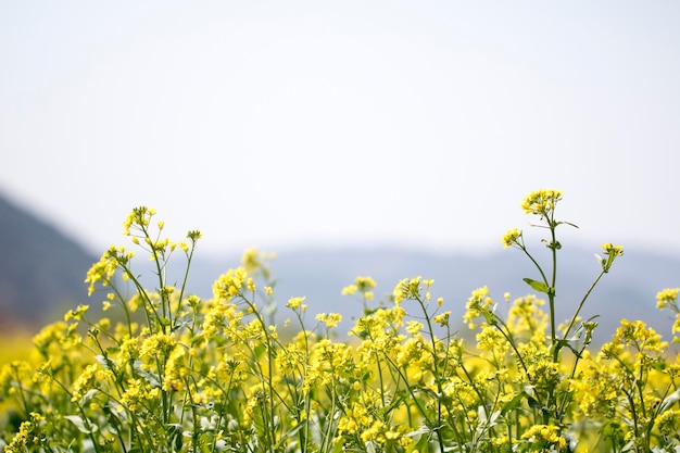 As flores de colza no campo florescem na primavera