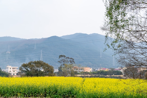 As flores de colza nos campos rurais estão florescendo e douradas sob o céu azul