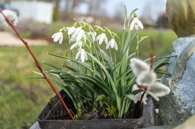 Foto as flores de galanto florescem em um vaso de jardim, acrescentando beleza à paisagem natural