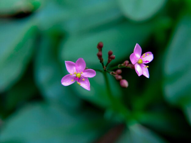 As flores de ginseng javanês são rosa e têm um tamanho pequeno