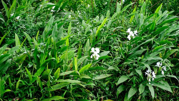 As flores de Hedychium coronarium crescem frescas