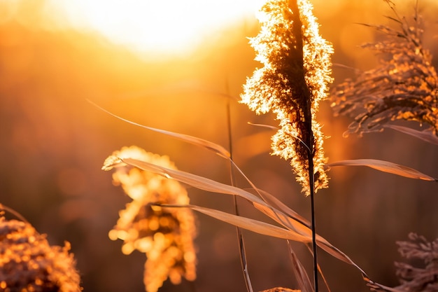 As flores de junco se banham no brilho radiante do sol da noite, criando uma espetacular tapeçaria da natureza
