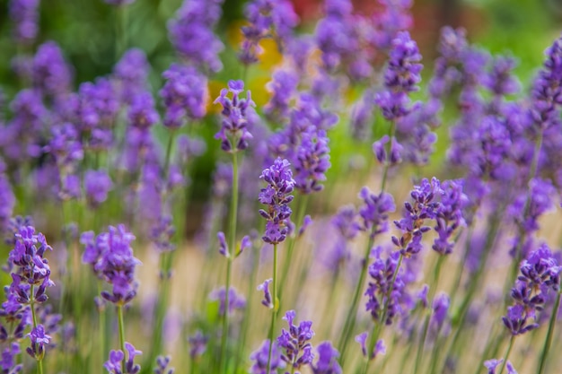 As flores de lavanda são roxas brilhantes em close-up, no fundo. . Foto de alta qualidade