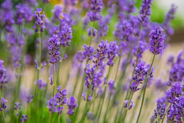 As flores de lavanda são roxas brilhantes em close-up, no fundo. . Foto de alta qualidade