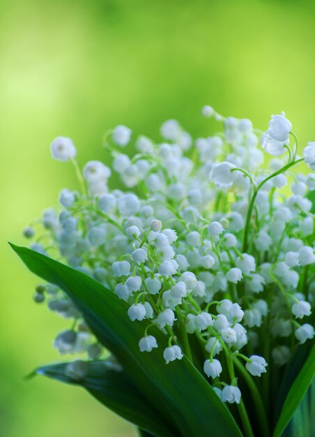 As flores de lilly do vale fecham-se sobre fundo verde bokeh com espaço de cópia