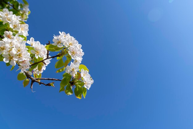 As flores de maçã branca são espetaculares na época da floração