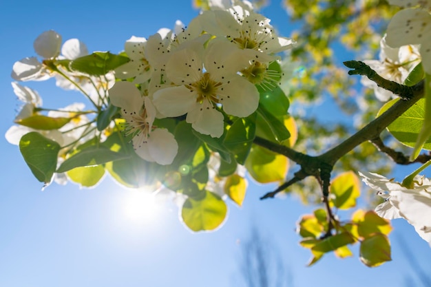 As flores de maçã branca são espetaculares na época da floração