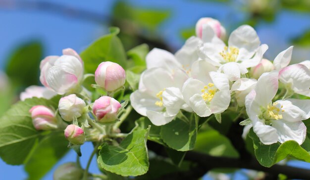 As flores de maçã estão em plena floração