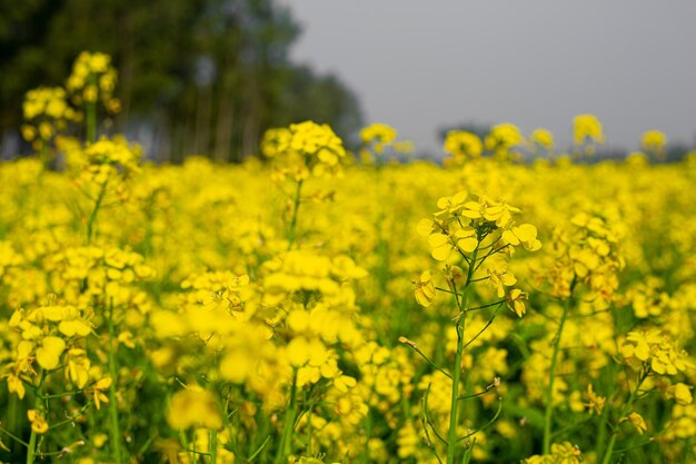 As flores de mostarda amarela estão florescendo completamente nos campos