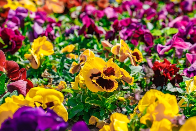 As flores de petúnia são multicoloridas em um foco seletivo de canteiro de flores