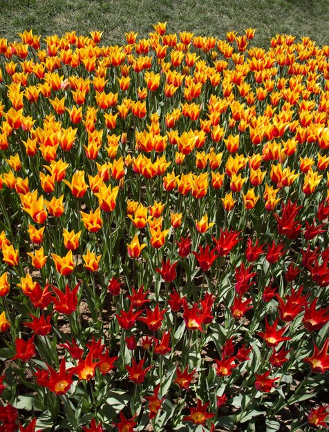 As flores de tulipa cor-de-rosa florescem