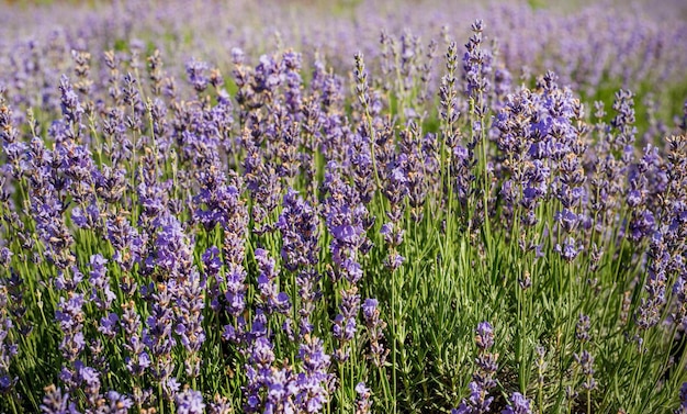 As flores do campo de lavanda fecham-se no fundo desfocado das estufas