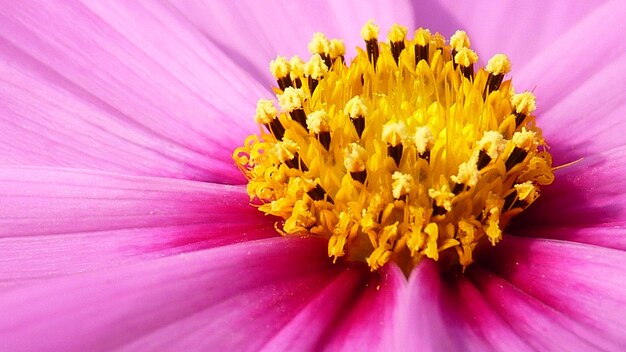 As flores do cosmos são coloridas e vêm em muitas variedades