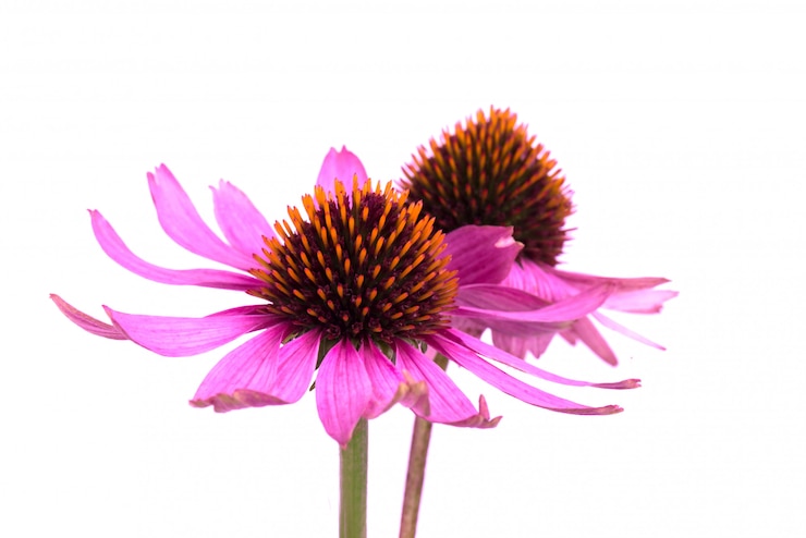 Foto as flores do echinacea fecham-se isolado acima. ervas medicinais.