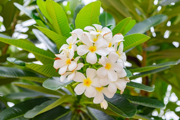 Foto as flores do frangipani fecham-se acima do plumeria bonito.