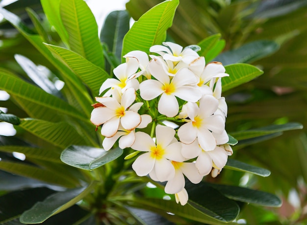 As flores do frangipani fecham-se acima do plumeria bonito.