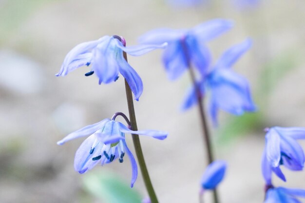 As flores do sino azul fecham a foto macro