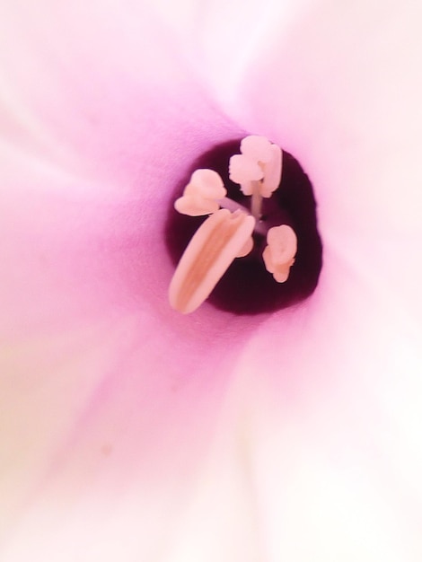 Foto as flores e as plantas têm poderes de cura espiritual que podem ajudar as pessoas