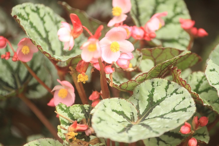 Foto as flores e as plantas têm poderes de cura espiritual que podem ajudar as pessoas