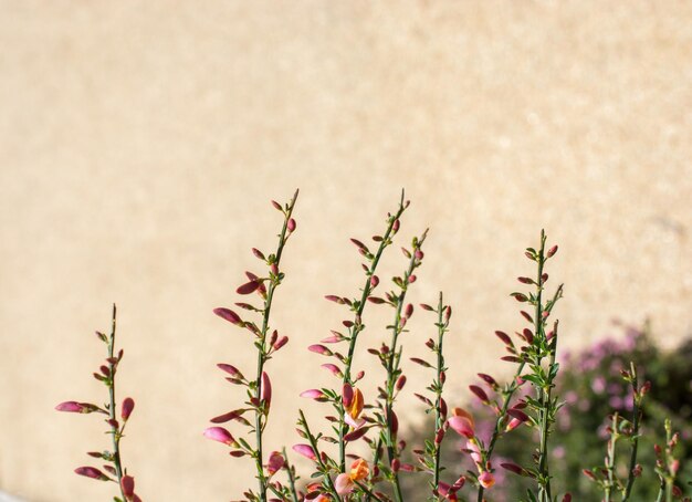 As flores florescem na primavera nas árvores