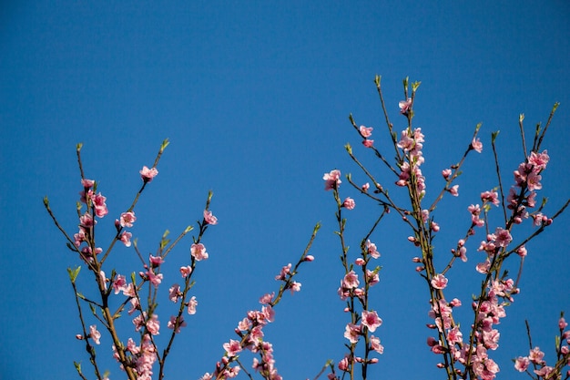 As flores florescem na primavera nas árvores