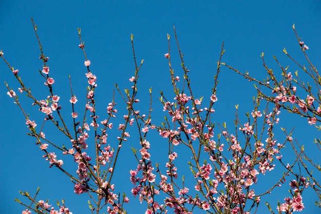 As flores florescem na primavera nas árvores