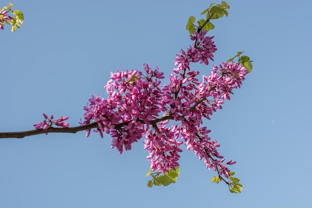 As flores florescem na primavera nas árvores