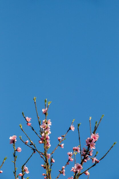 As flores florescem na primavera nas árvores