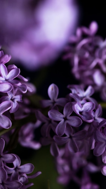 As flores lilás são grandes pétalas roxas de fundo floral