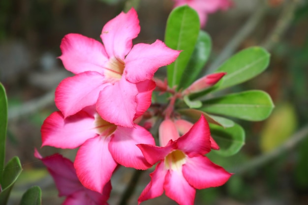 As flores rosa e vermelhas desabrochando ficam lindas no jardim