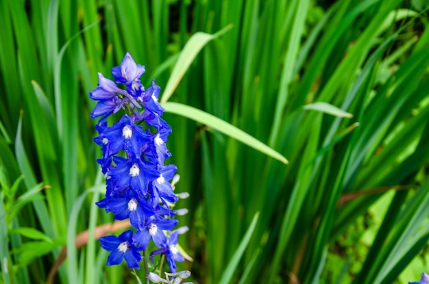 As flores são campânulas de cor azul em um caule verde.