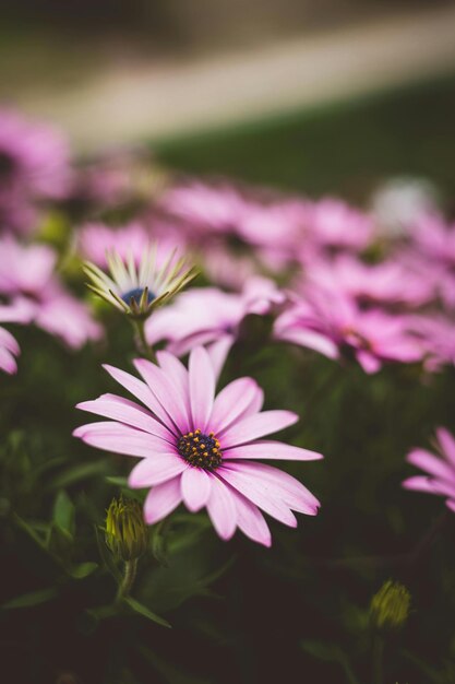 Foto as flores são criações requintadas, cada uma com sua beleza única.