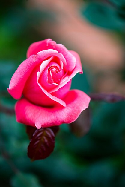 Foto as flores são, de facto, um dos mais belos presentes da natureza para nós.