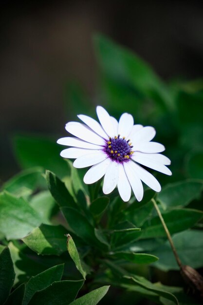 As flores são, de facto, um dos mais belos presentes da natureza para nós.