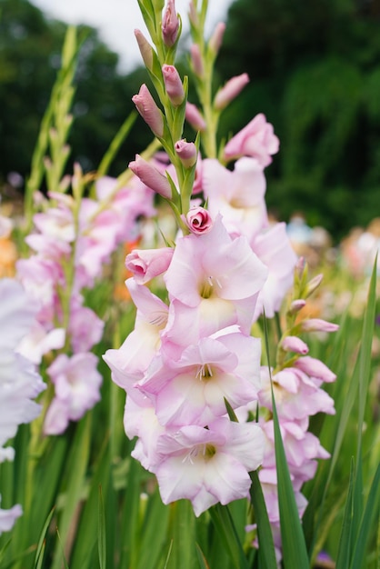 As flores são gladíolos rosa pálido no verão no jardim