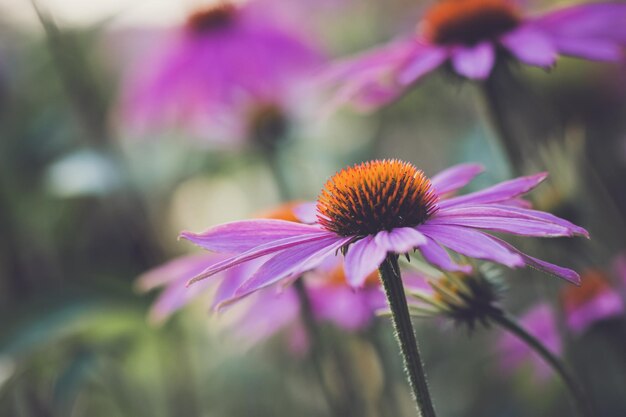 As flores são o símbolo do amor 1