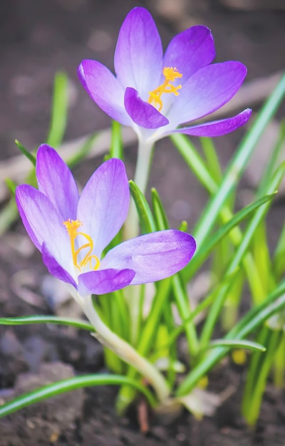 As flores são prímulas na primavera. foco seletivo.