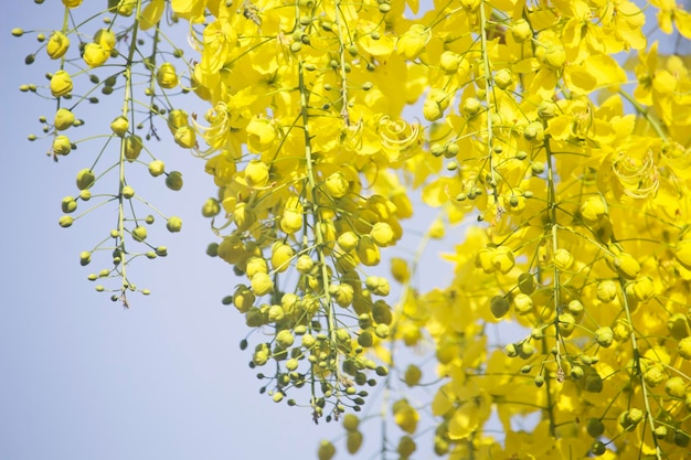 As flores se multiplicam florescendo na árvore