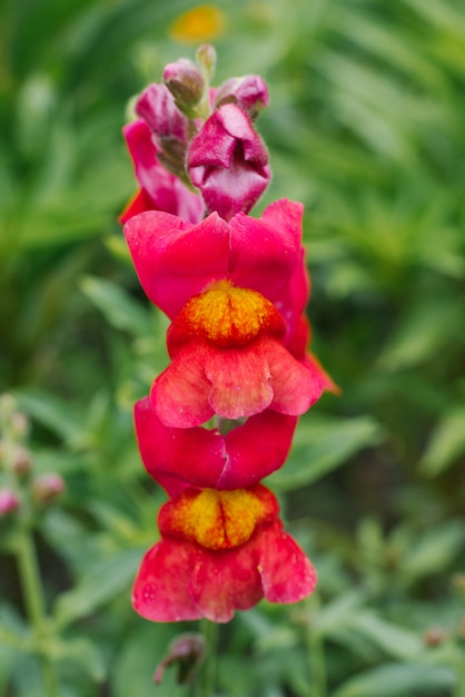 Foto as flores vermelho-alaranjadas bonitas de snapdragon no close-up crescem no jardim no verão. foco seletivo