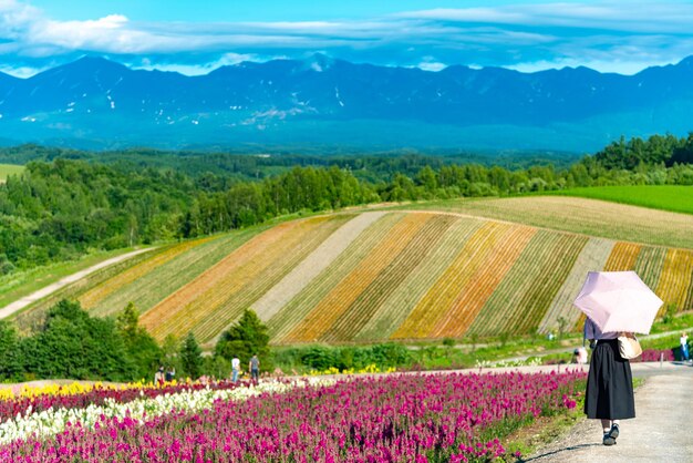 As flores vívidas atraem os visitantes Panorâmico campo de flores coloridas