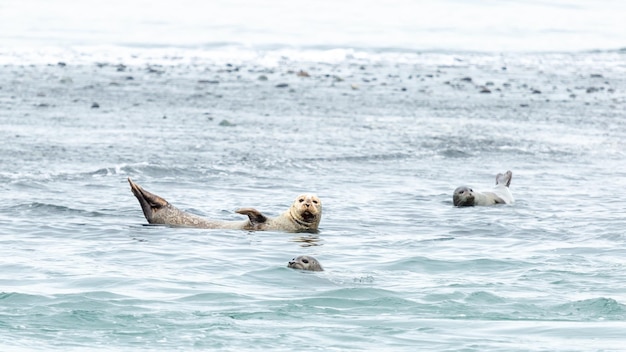 As focas do norte nadam na água. Lagoa glacial de Jökulsárlón. Islândia. Praia marítima