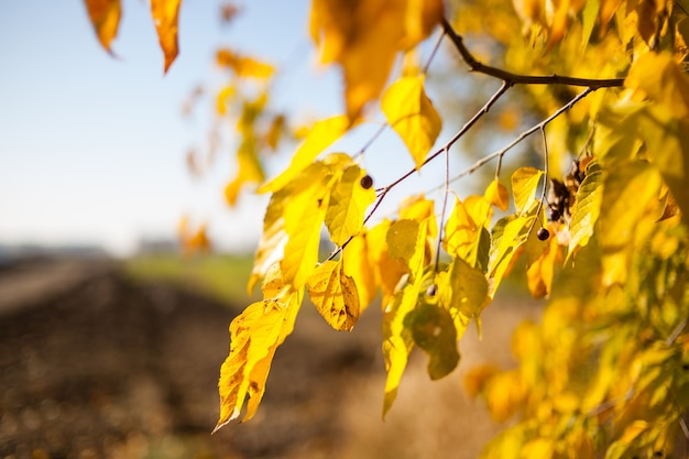 As folhas amarelas de bétula amarela no outono na luz de volta. folhas de outono amarelo vidoeiro