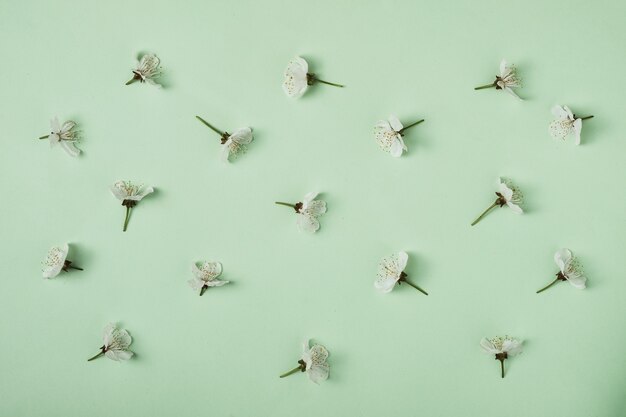 As folhas brancas da flor de cerejeira doce na primavera estão dispostas em um padrão. Conceito mínimo de primavera e desenvolvimento.