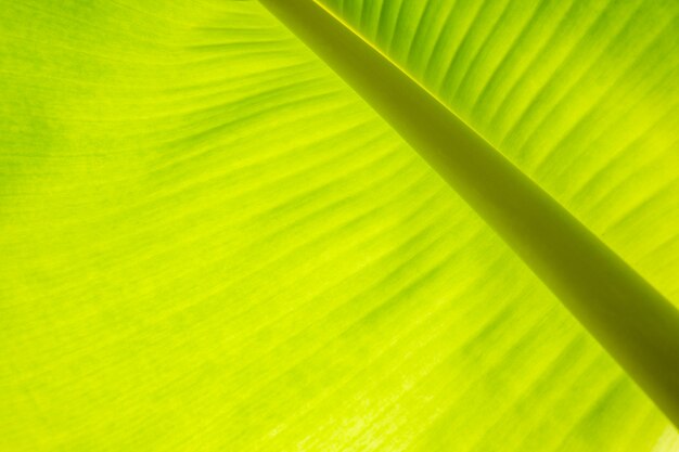 Foto as folhas da árvore de banana esverdeiam o fundo abstrato textured.