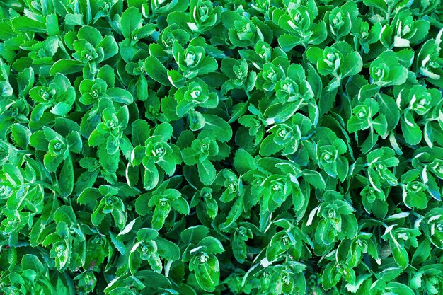 As folhas da planta Orpine fazem um fundo verde. padrão de folhagem verde.