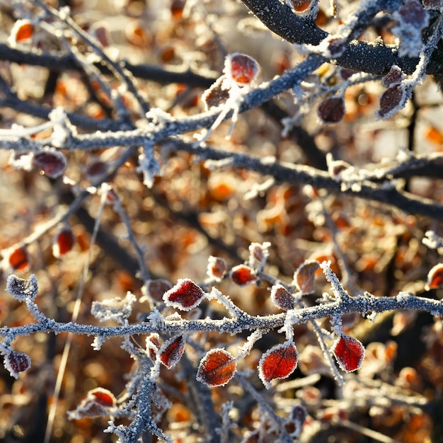 As folhas das árvores cobertas com grossos flocos de neve.